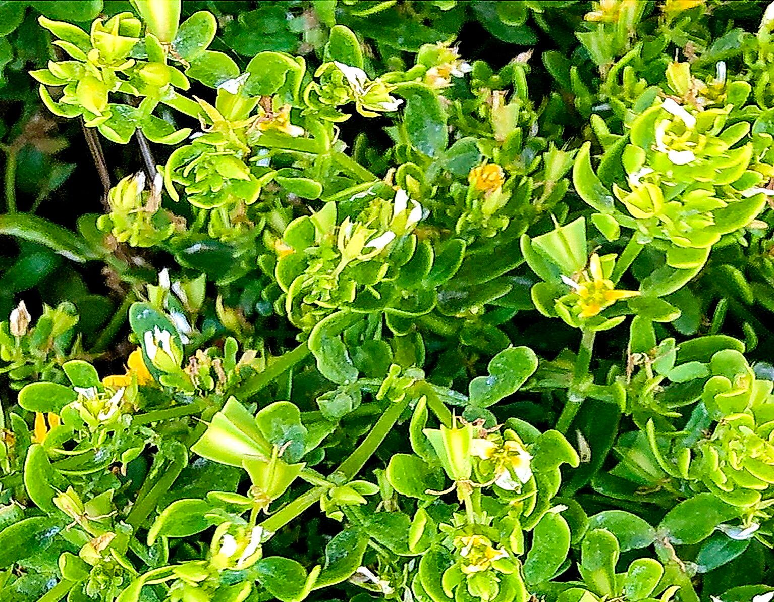 Roepera billardierei — related species from the same genus