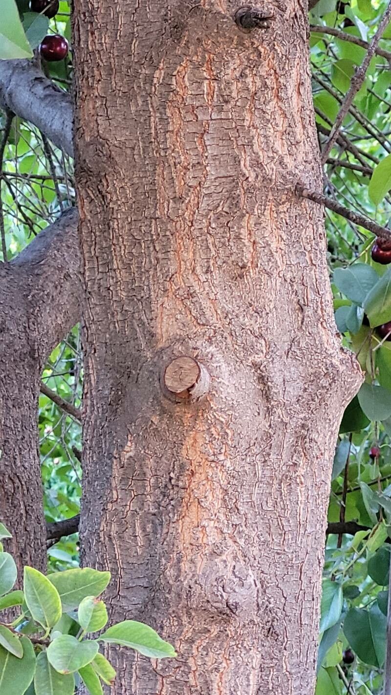 Prunus ilicifolia bark