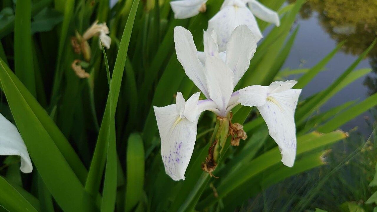 Iris laevigata flower