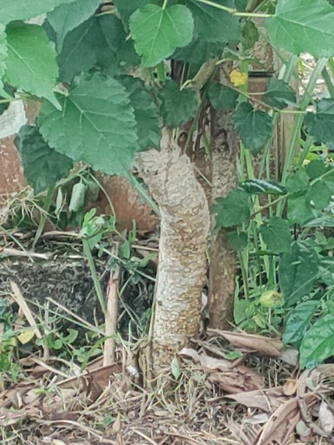 Clerodendrum chinense bark