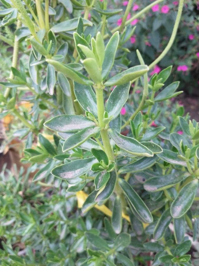 Peperomia inaequalifolia leaf
