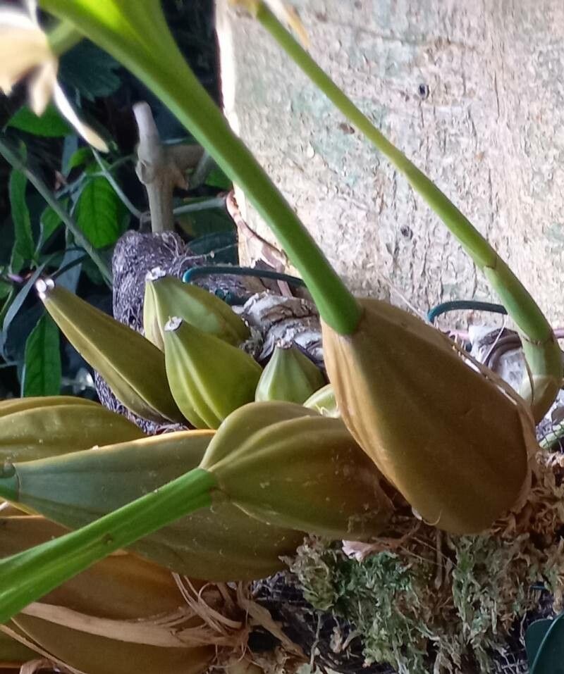 Coelogyne trinervis bark