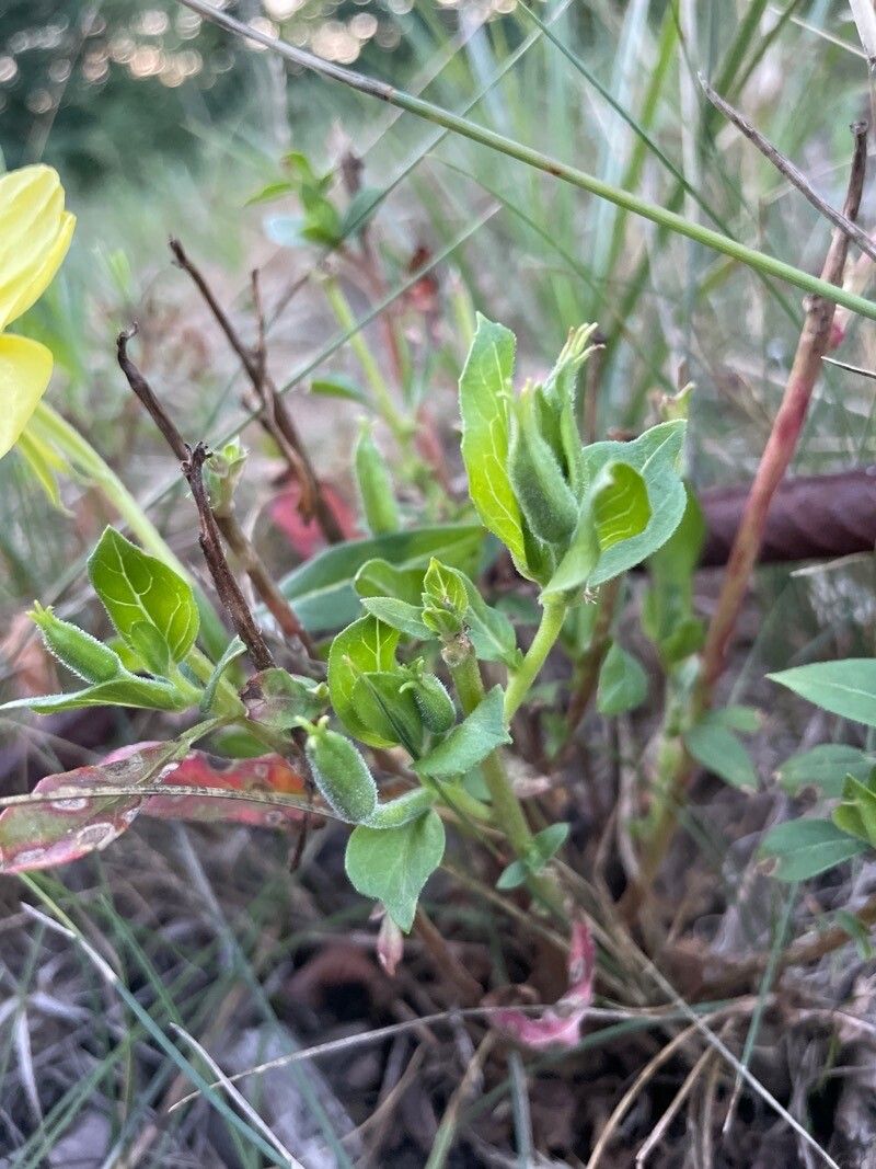 Oenothera drummondii — search result for 'Oenothera'