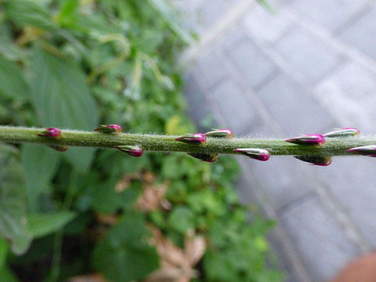 Achyranthes aspera fruit