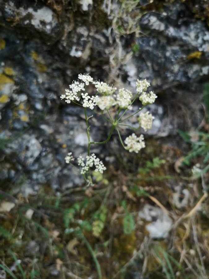 Pimpinella tragium flower