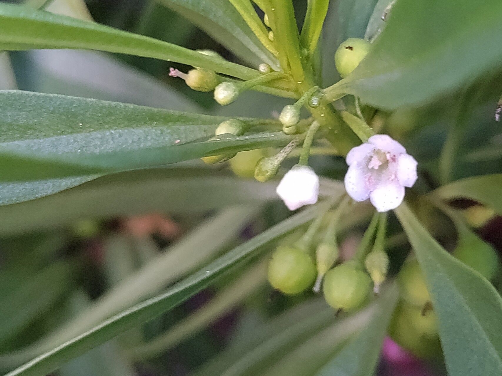 Myoporum mauritianum flower