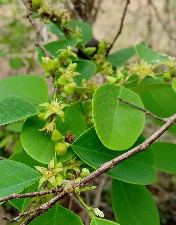 Cleistanthus collinus flower