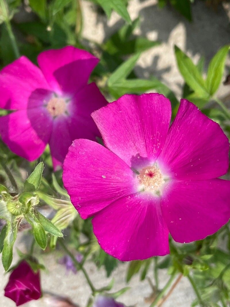 Callirhoe digitata flower