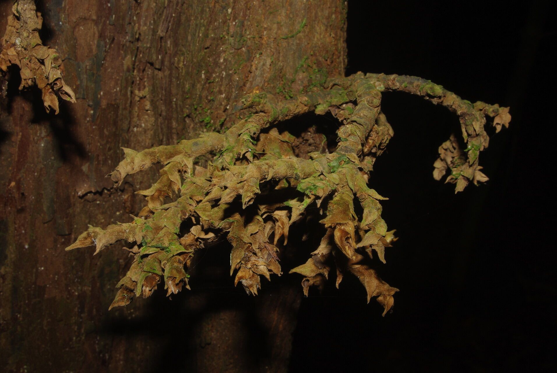 Piptostigma submontanum flower