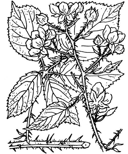 Rubus rosaceus — houseplant care guide