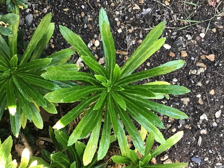 Azorina vidalii leaf