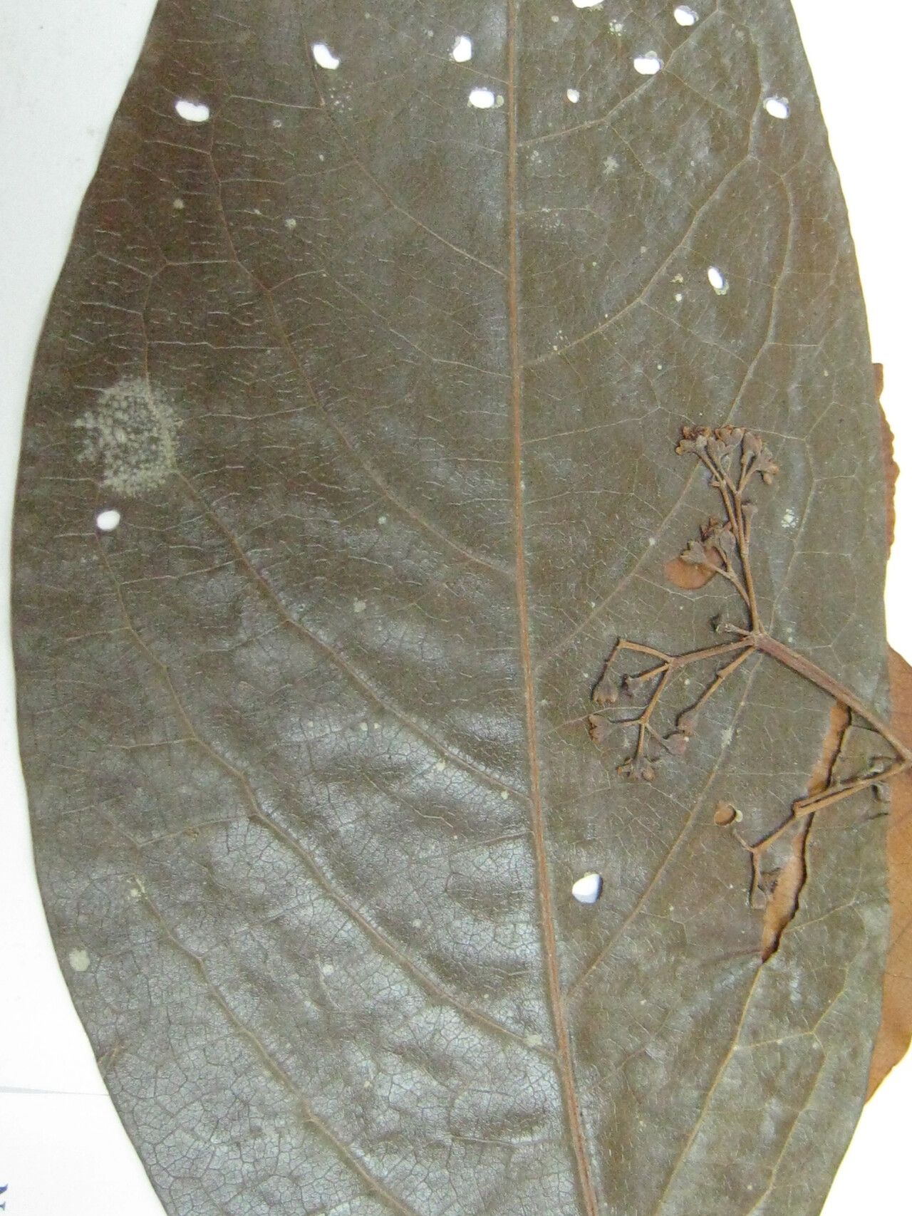 Damburneya purpurea — related species from the same genus