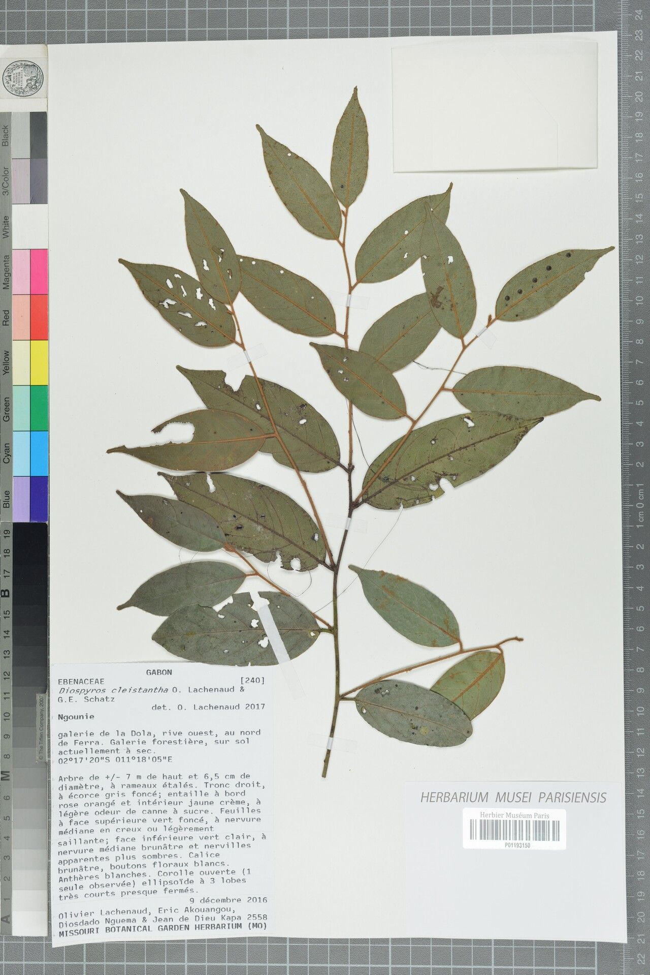 Diospyros cleistantha — houseplant care guide