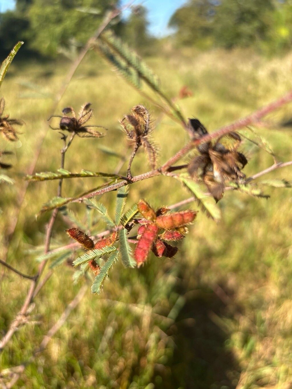 Mimosa invisa fruit