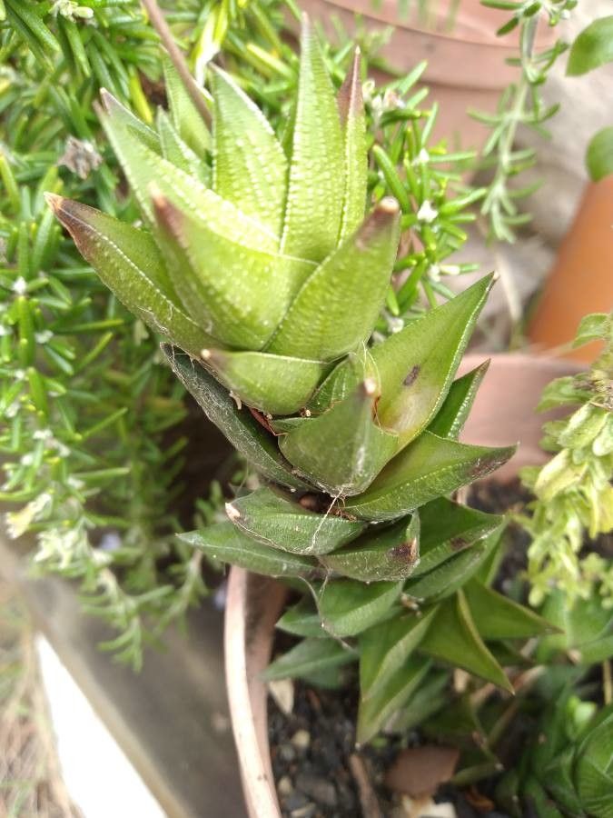 Haworthia viscosa habit