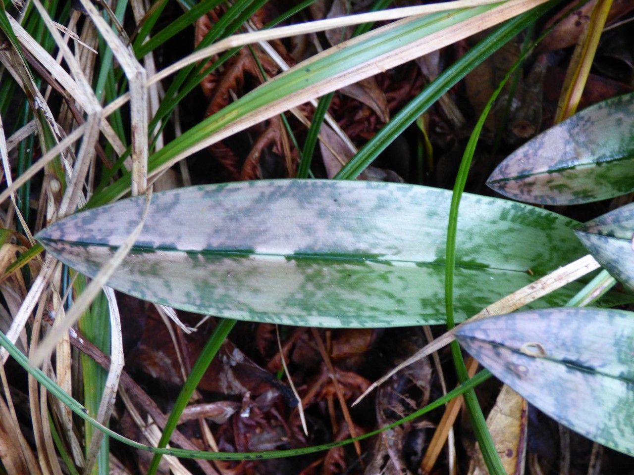 Oeceoclades monophylla leaf