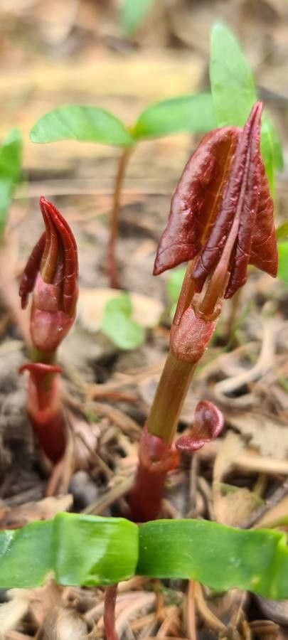 Corallorhiza maculata leaf