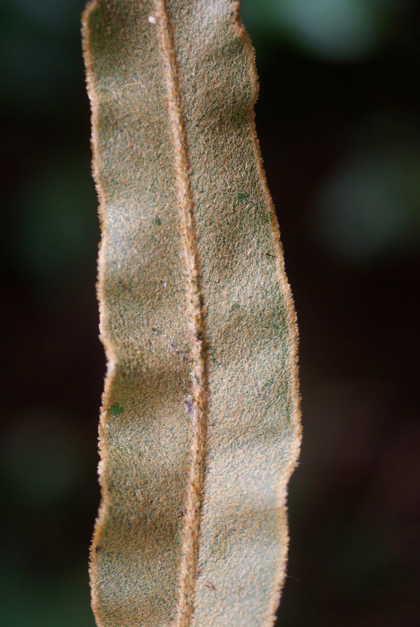 Elaphoglossum lancifolium — houseplant care guide