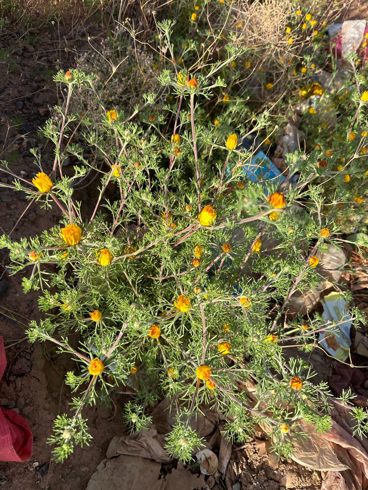 Cladanthus arabicus habit