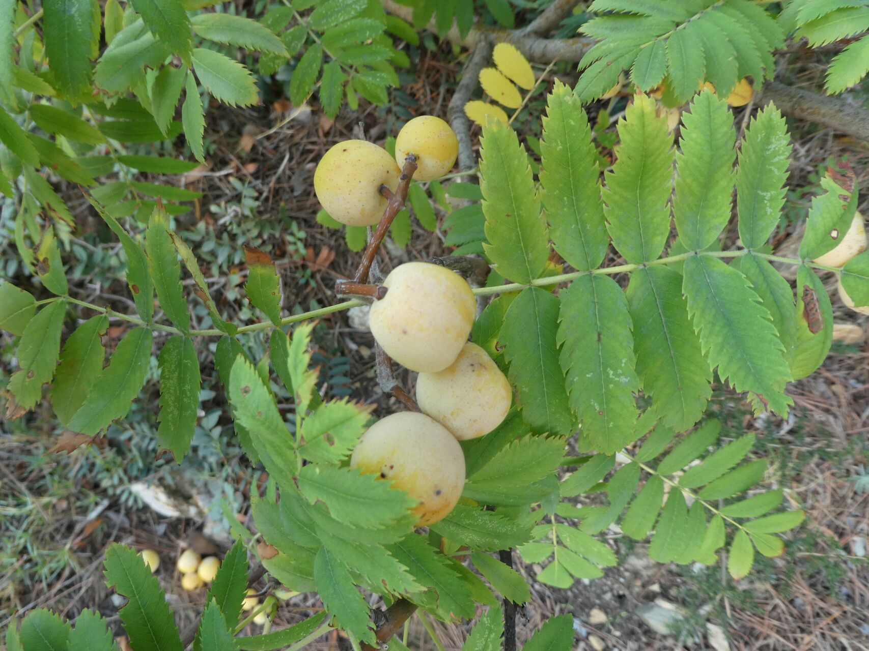 Sorbus domestica — houseplant care guide