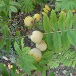 Sorbus domestica