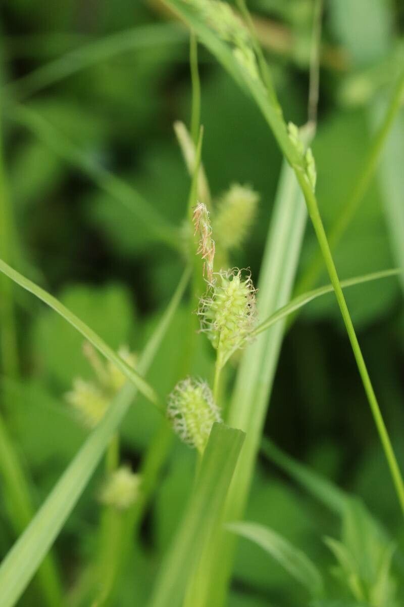 Carex aphanolepis — houseplant care guide