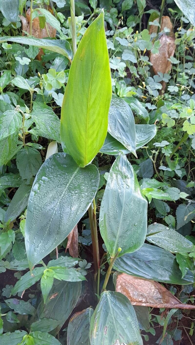 Maranta sobolifera habit