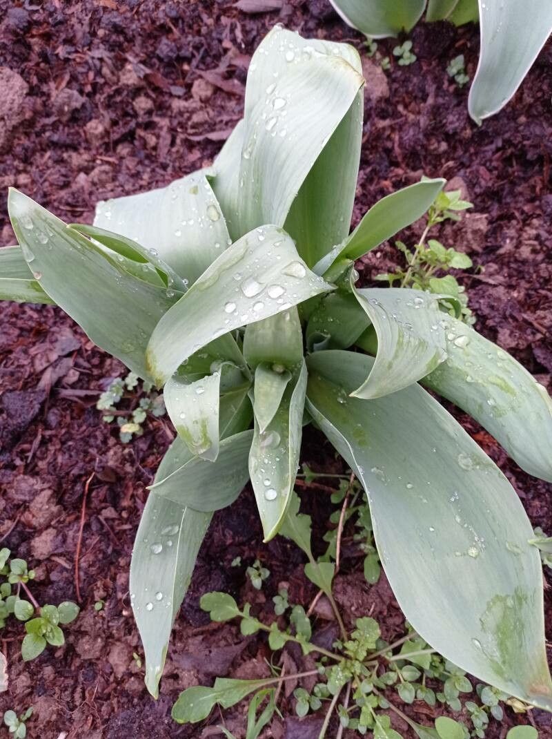 Iris florentina leaf