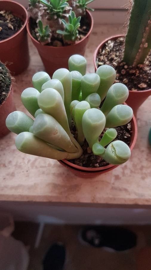 Fenestraria rhopalophylla bark