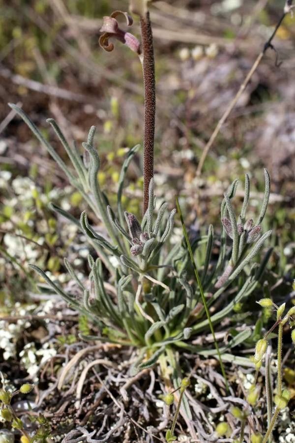 Matthiola fruticulosa leaf