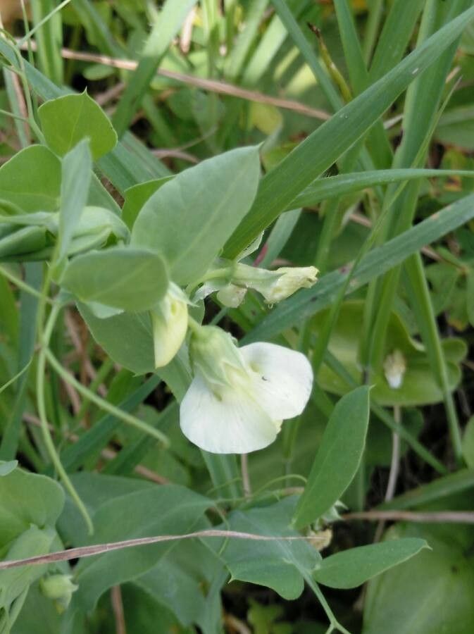Lathyrus ochrus flower