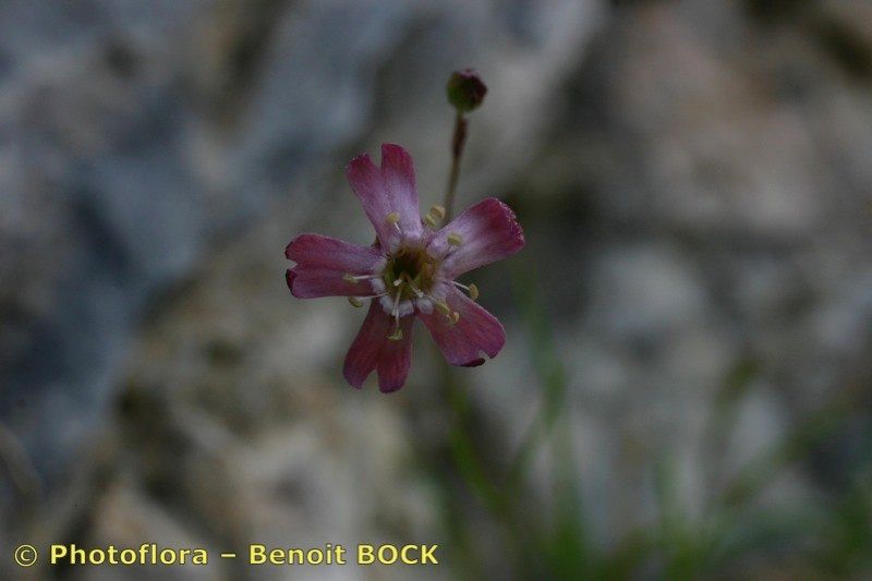 Silene campanula flower