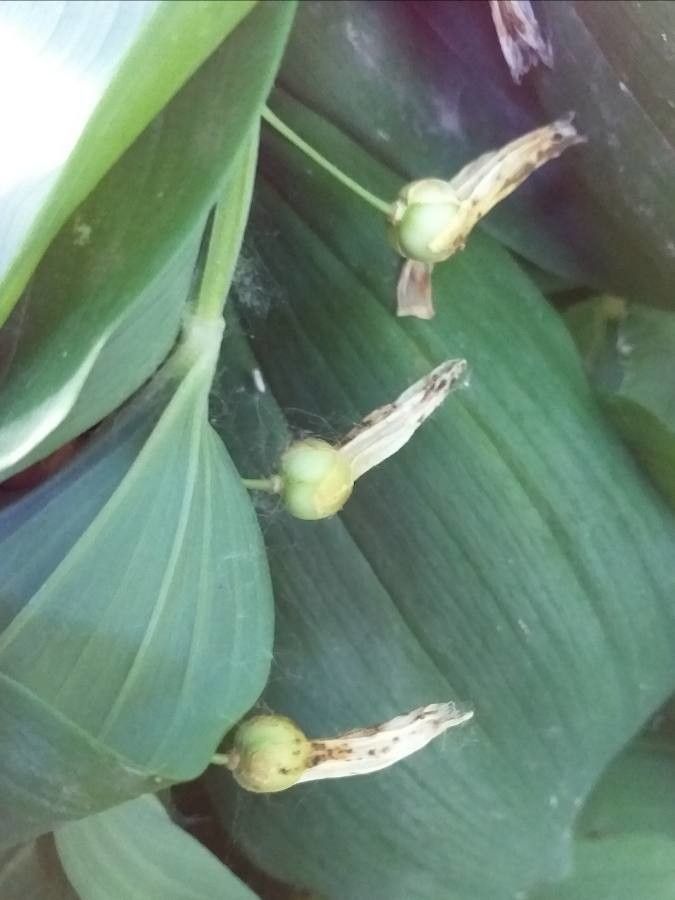 Polygonatum odoratum fruit