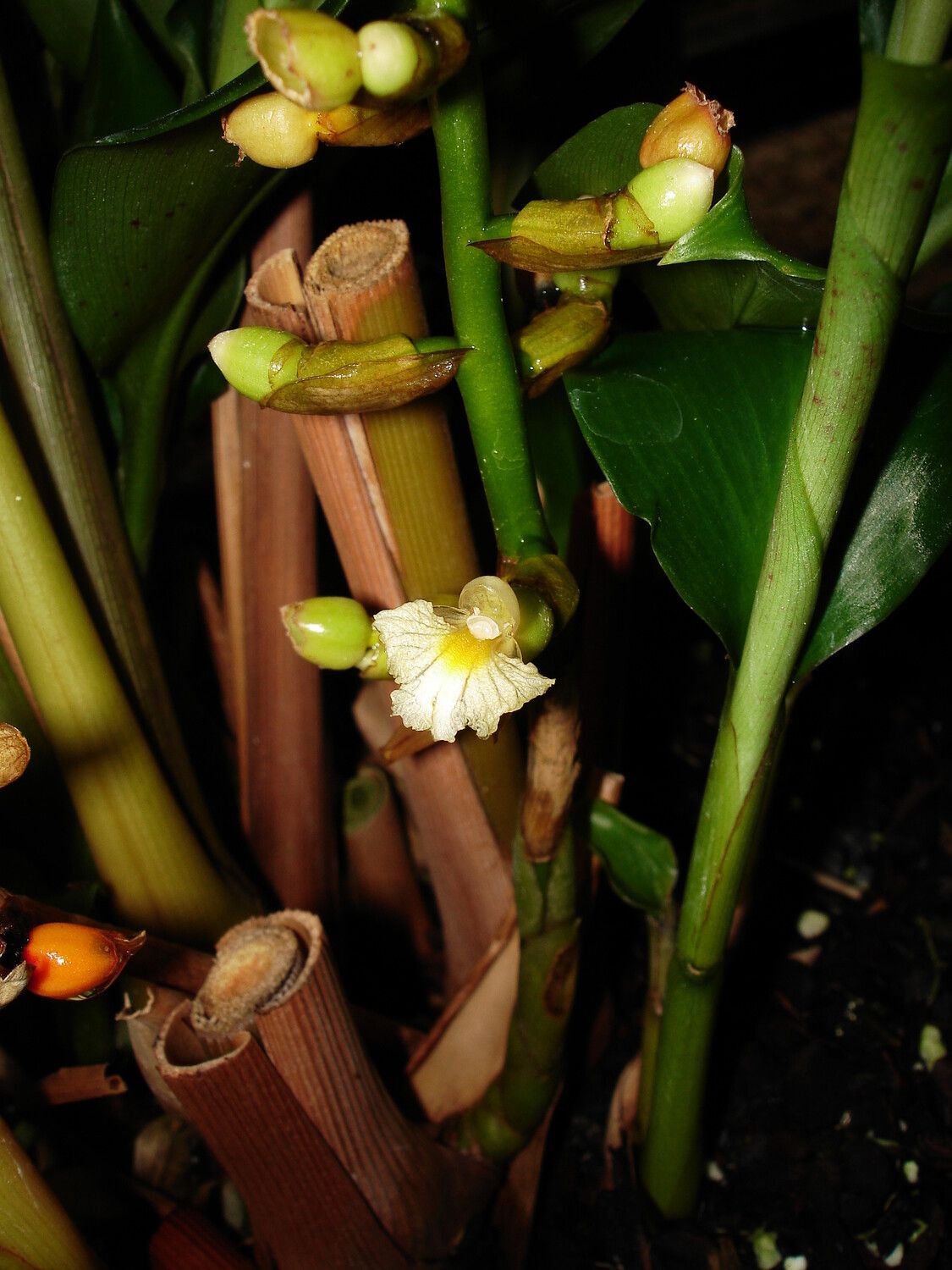 Renealmia polypus — search result for 'Renealmia'