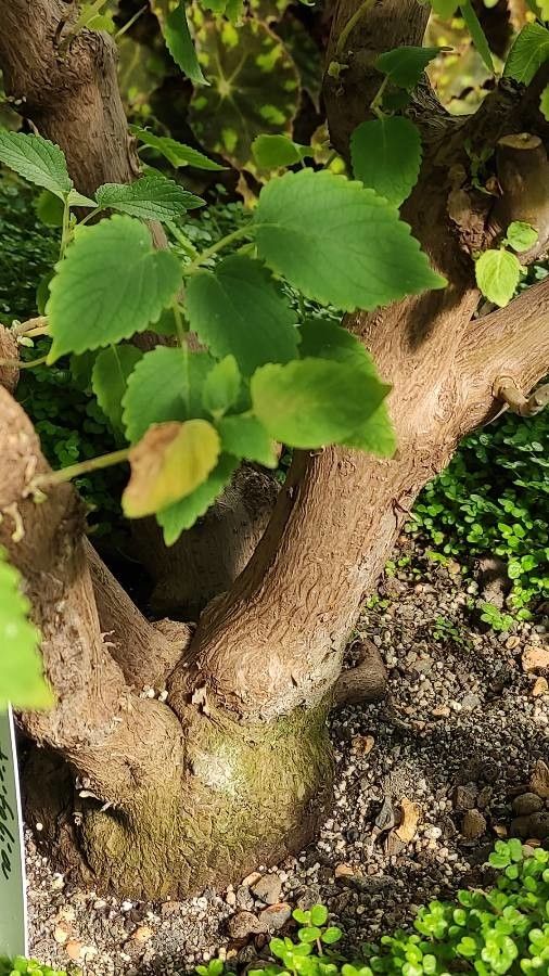 Coleus livingstonei bark
