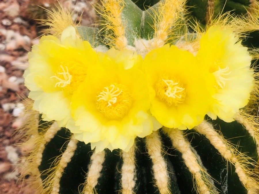 Parodia schumanniana flower