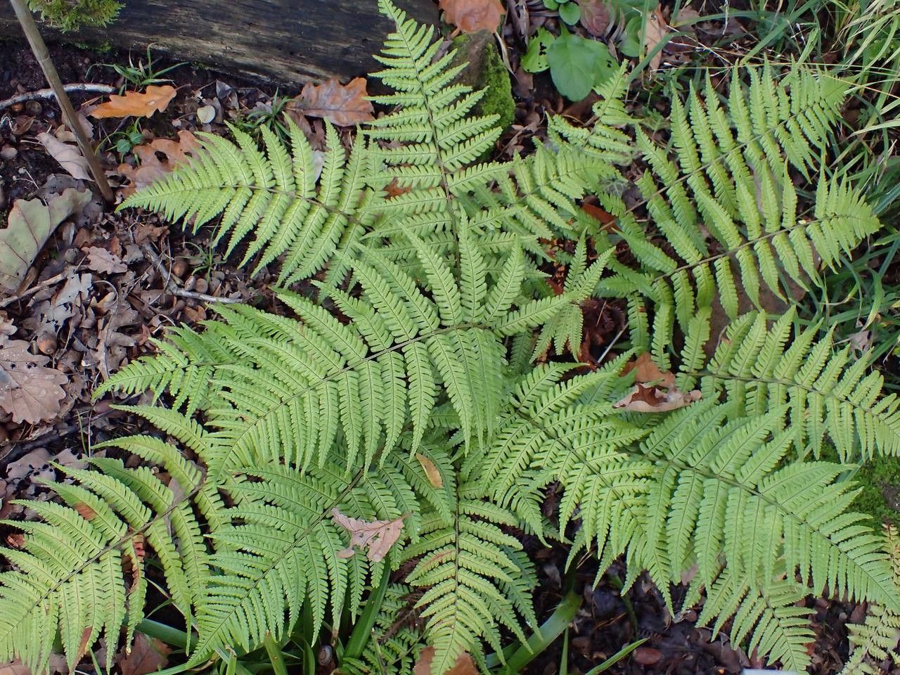 Dryopteris lepidopoda habit