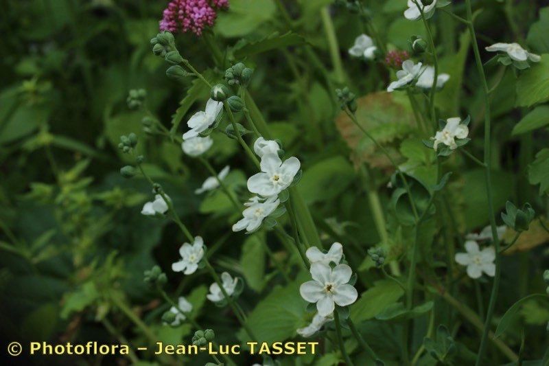 Iberodes commutata flower