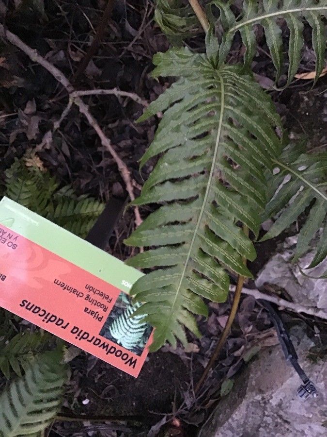 Woodwardia radicans — houseplant care guide