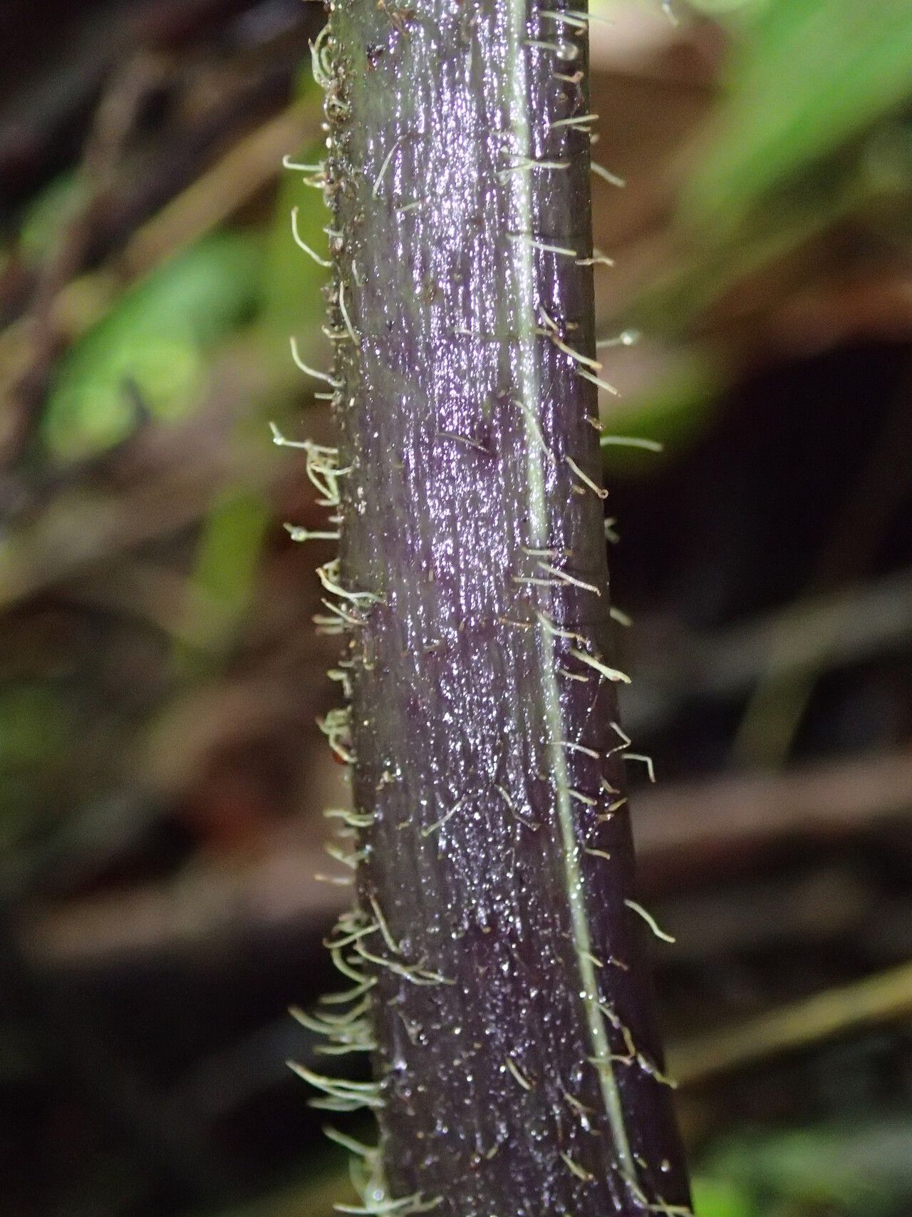 Lonchitis occidentalis leaf