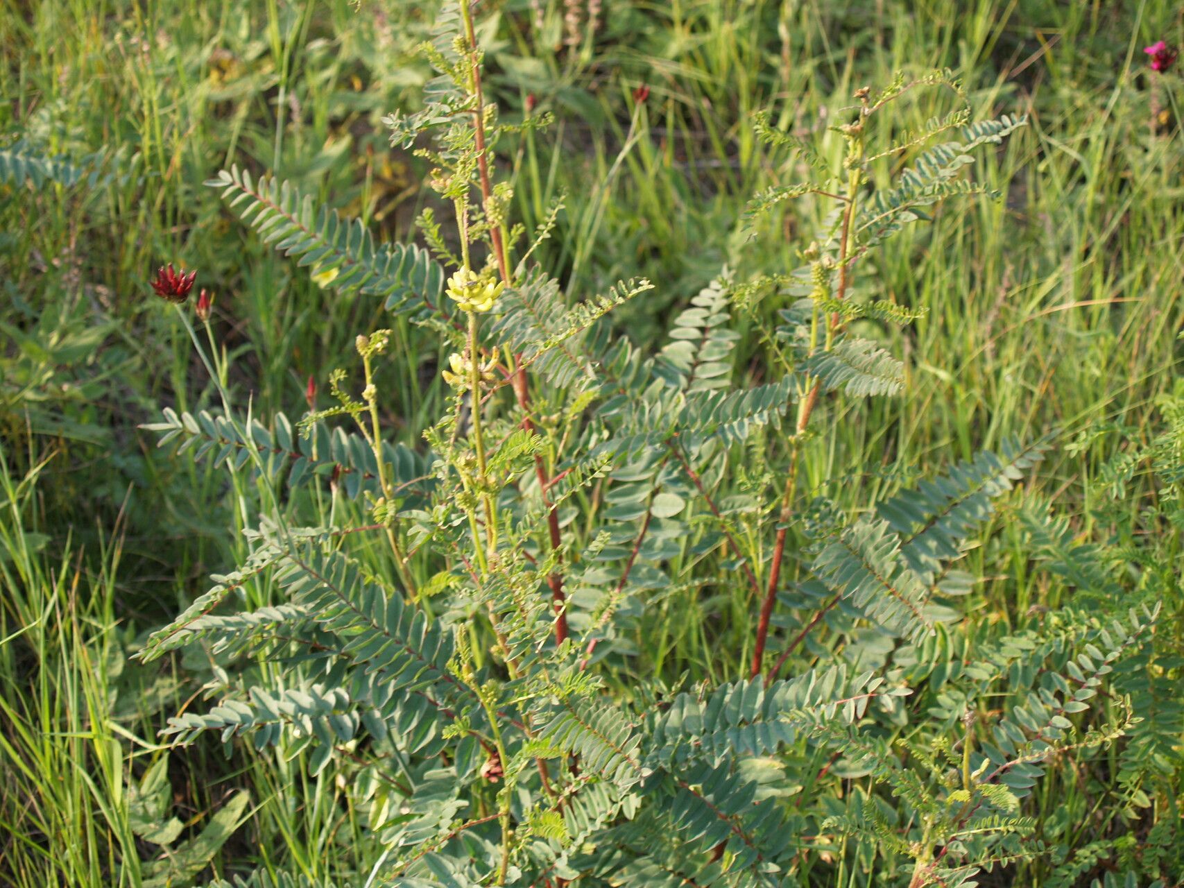 Astragalus ponticus — houseplant care guide