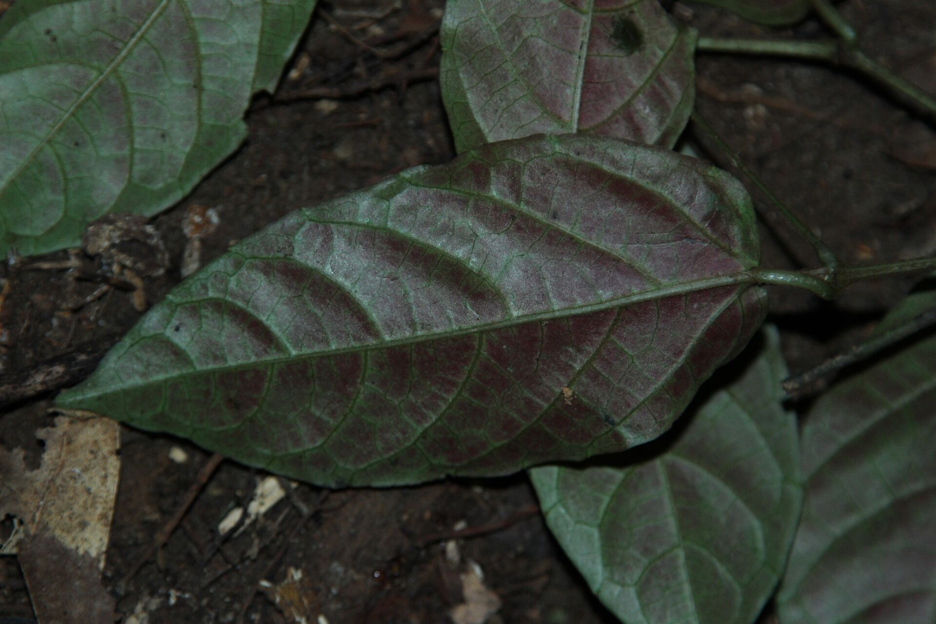 Cissus diffusiflora — houseplant care guide