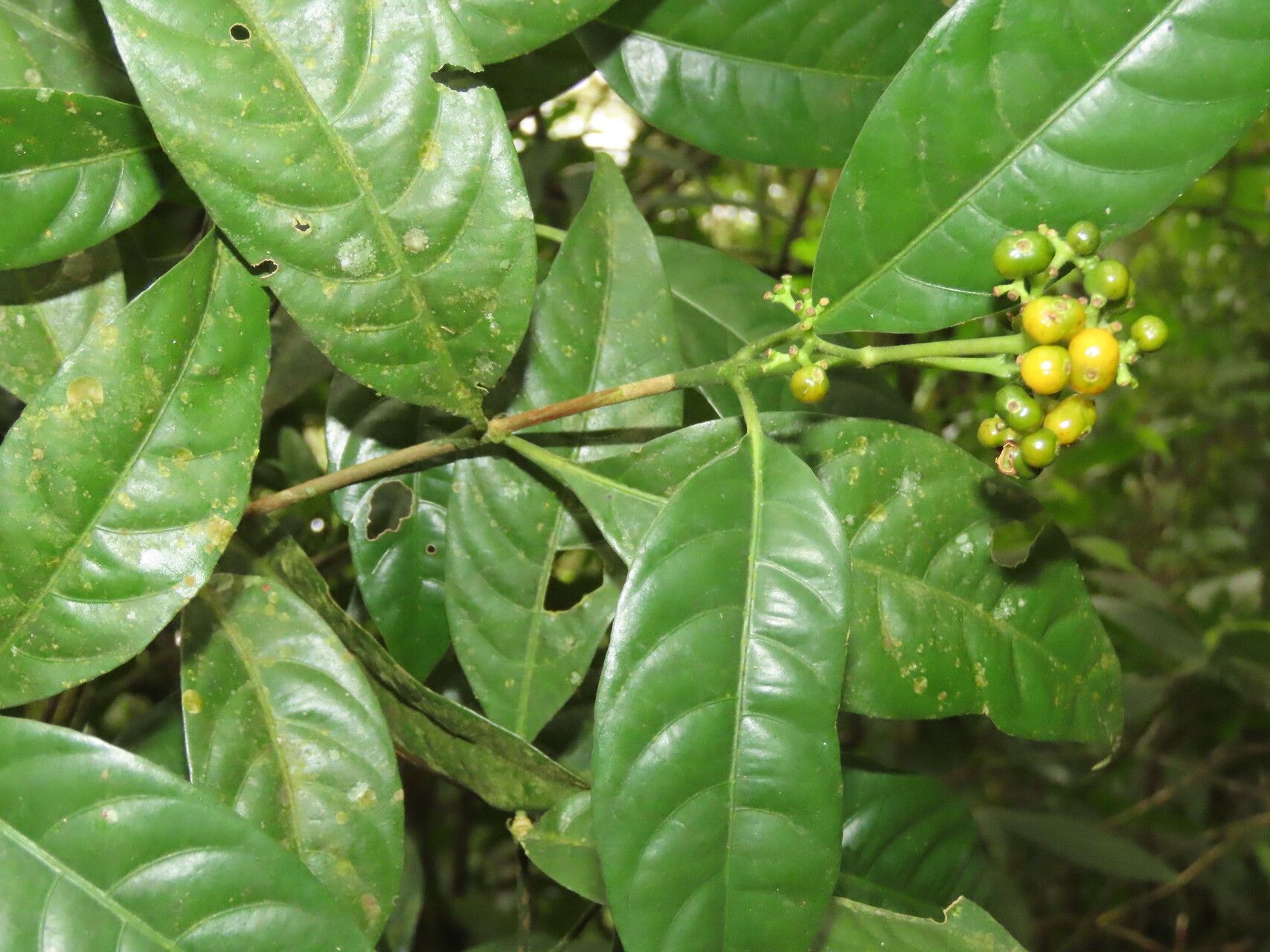 Palicourea valeriana — houseplant care guide