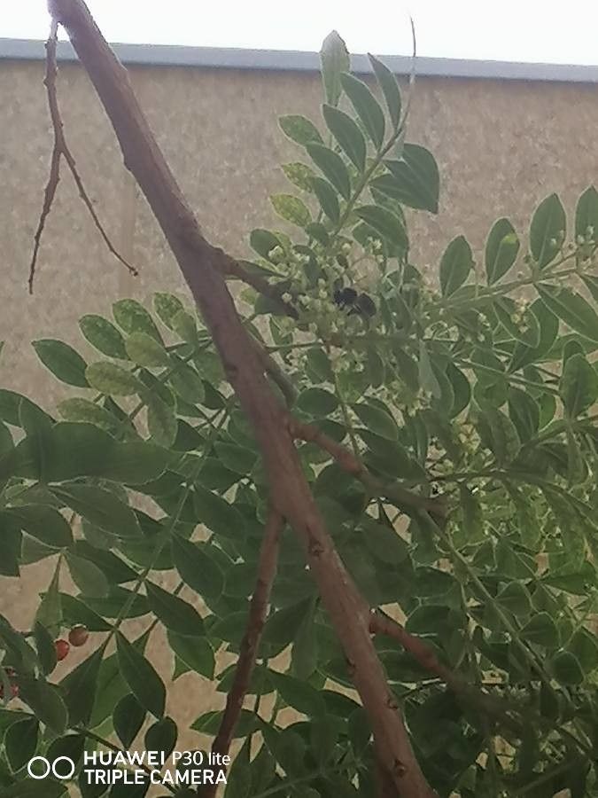 Ptaeroxylon obliquum — houseplant care guide