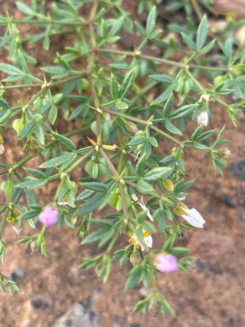 Zygophyllum creticum leaf