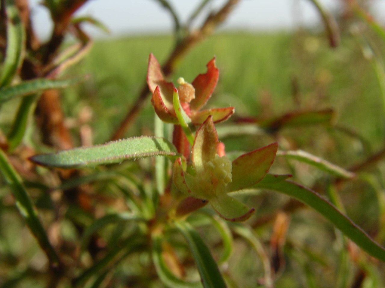Ludwigia hyssopifolia habit