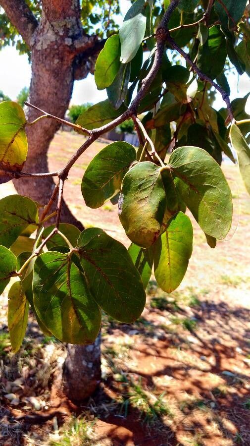 Hymenaea stigonocarpa — houseplant care guide