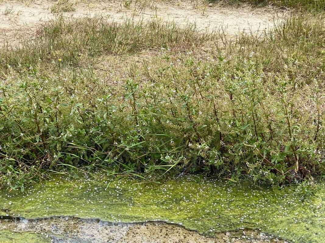 Veronica catenata leaf