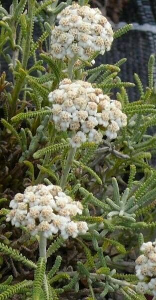 Achillea aleppica