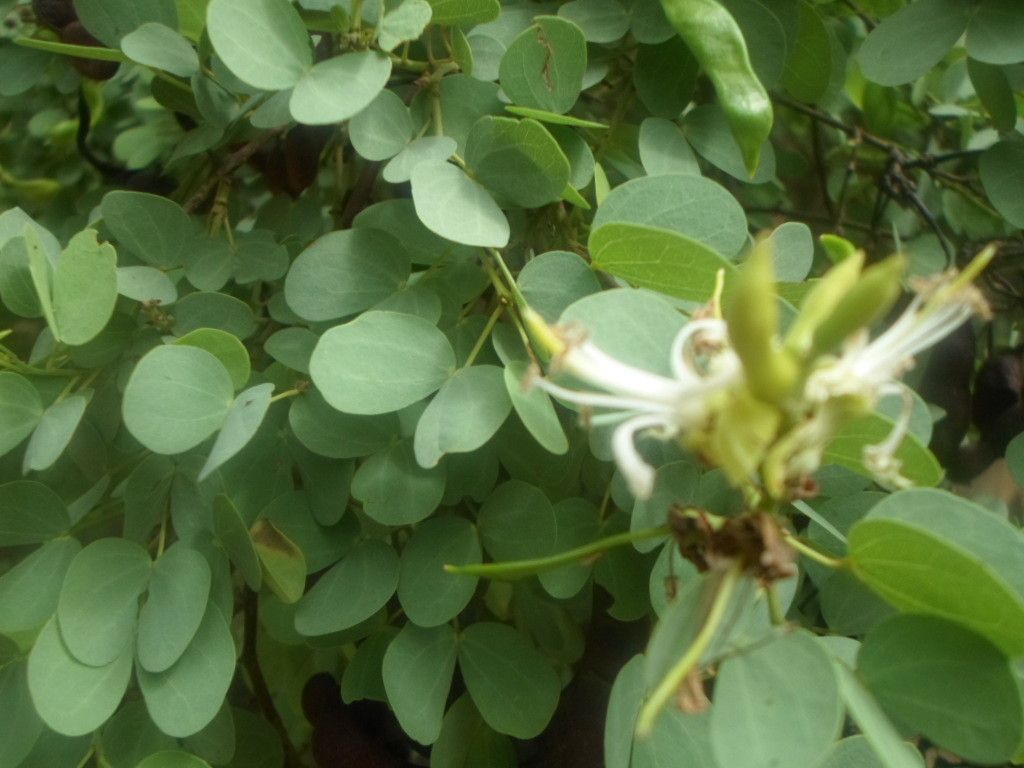 Bauhinia rufescens flower